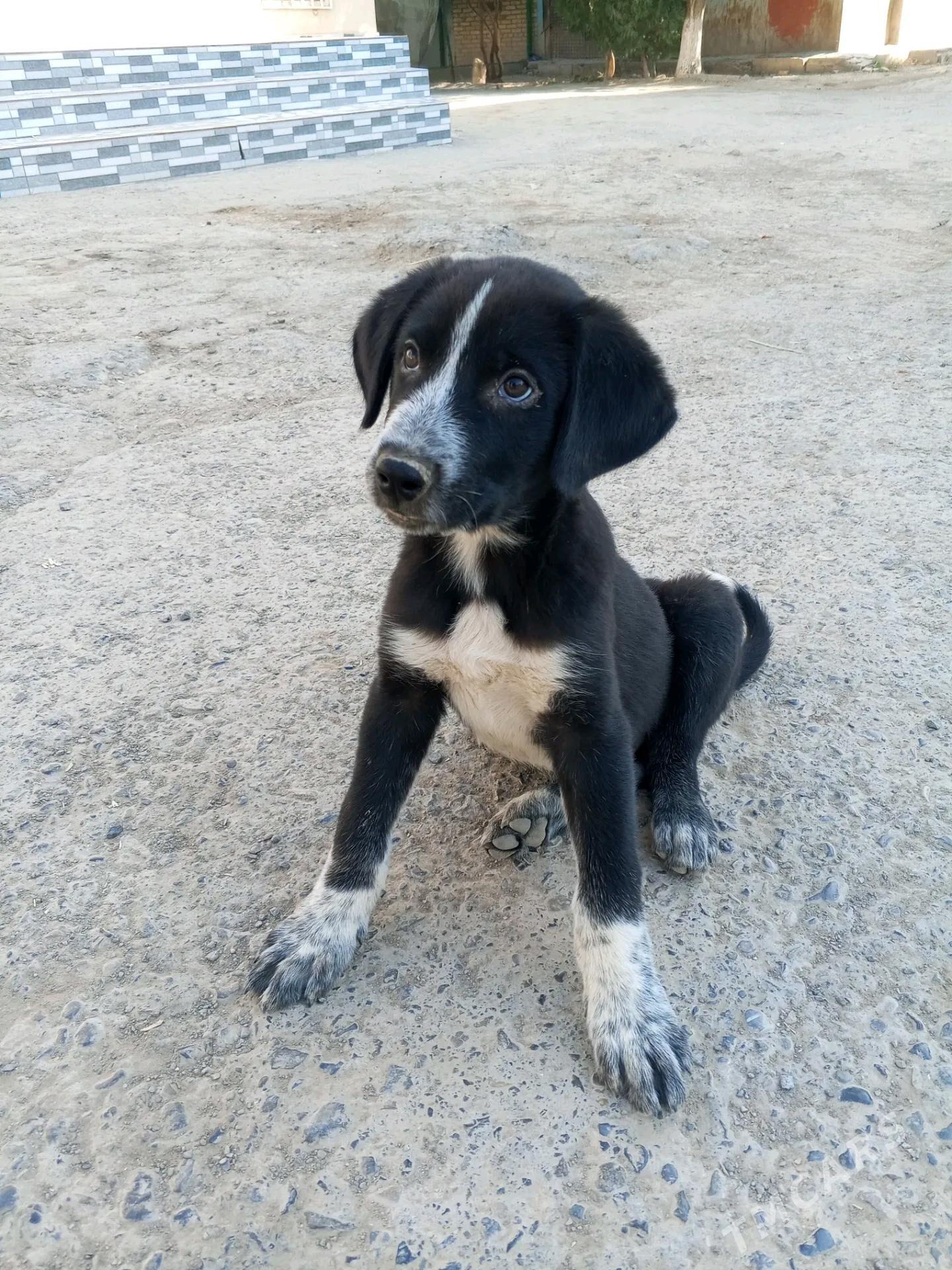 Щенок - Туркменабат - img 3