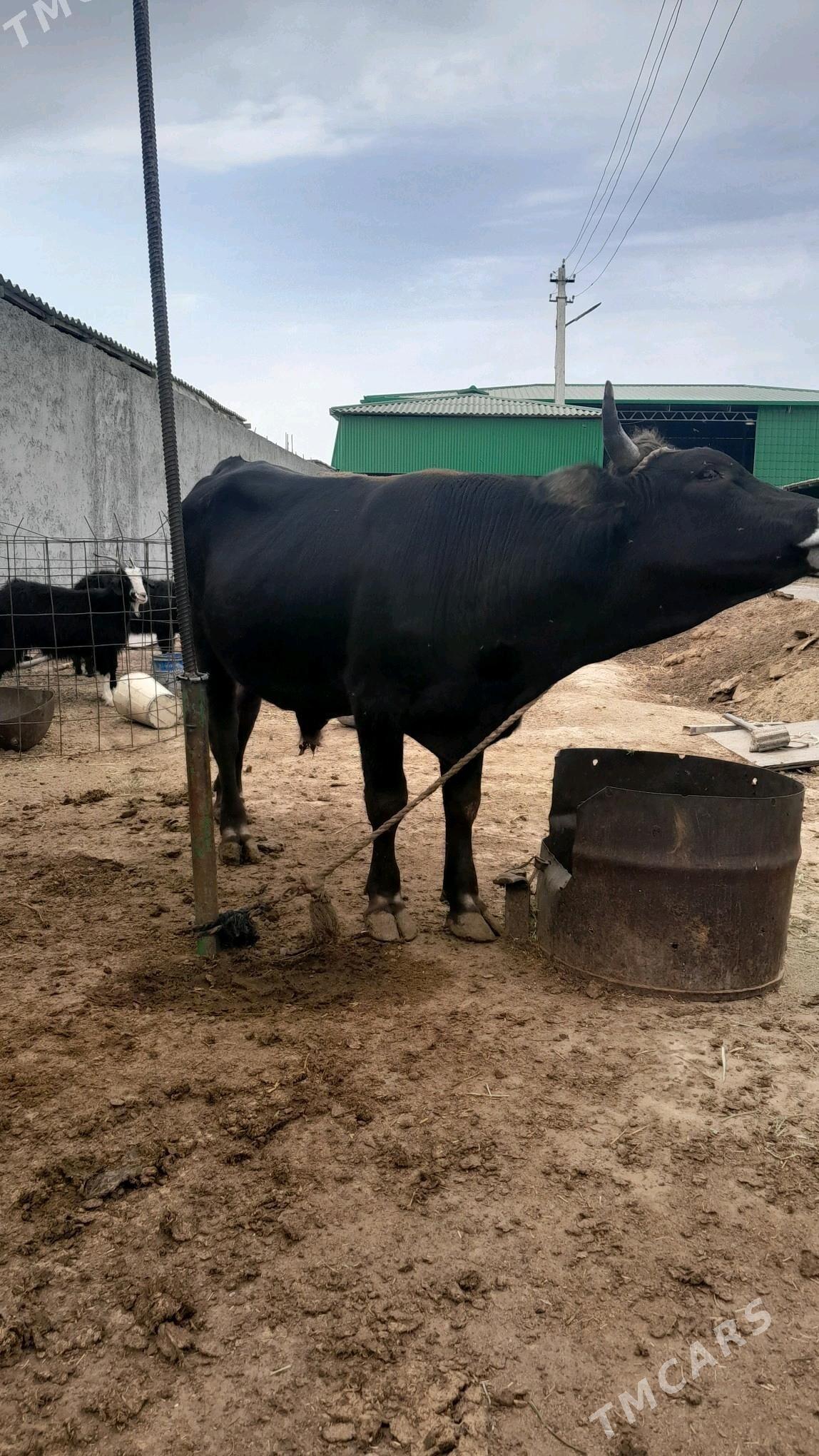 göle öküz - Aşgabat - img 3