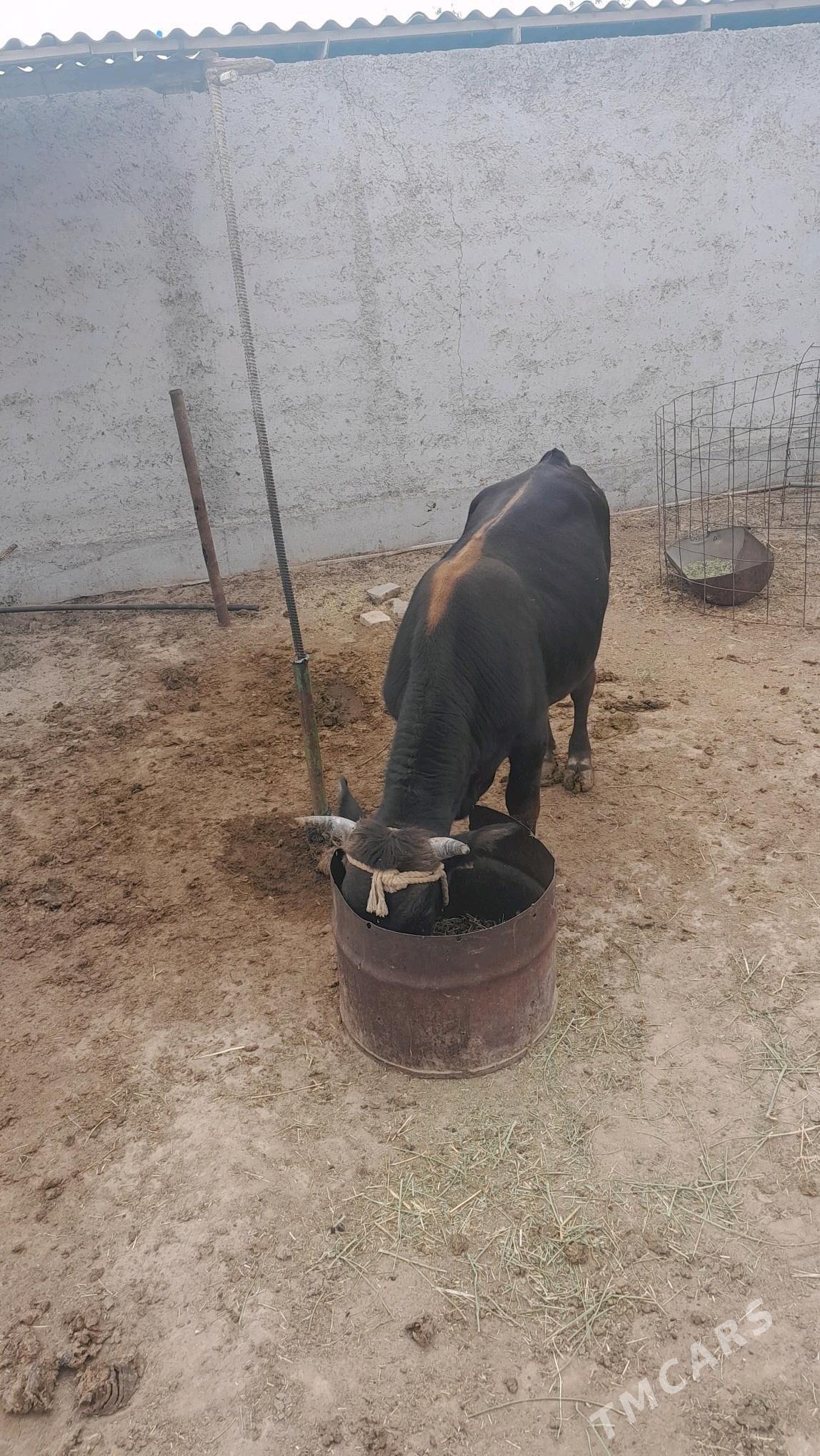 göle öküz - Aşgabat - img 4