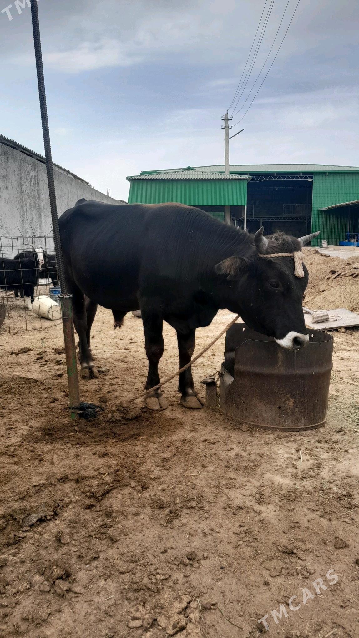 göle öküz - Aşgabat - img 2