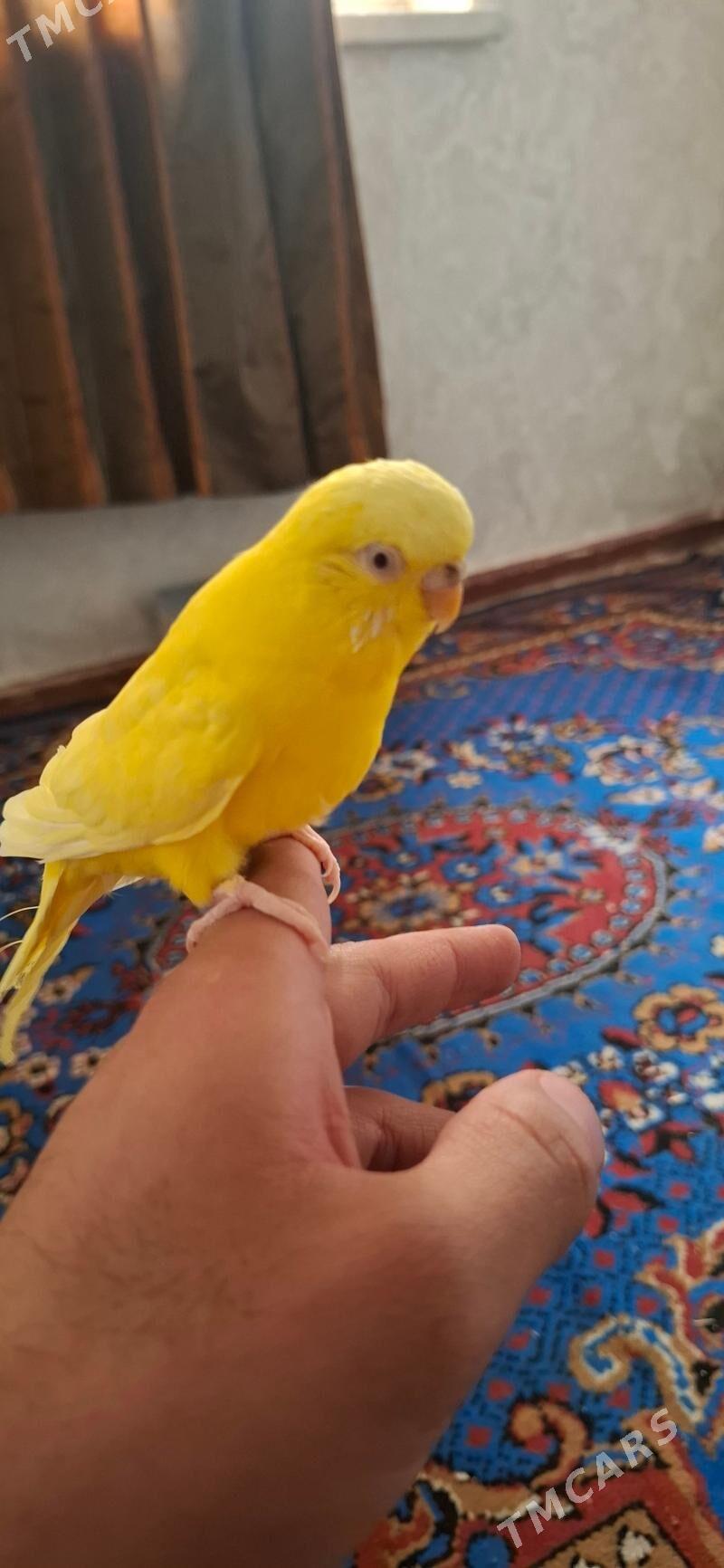 popugay gush - Aşgabat - img 3