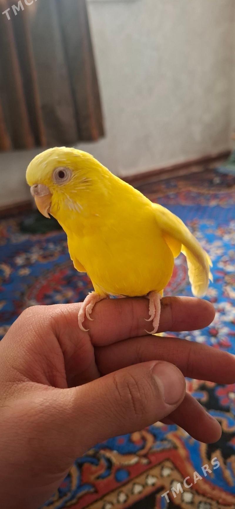 popugay gush - Aşgabat - img 2