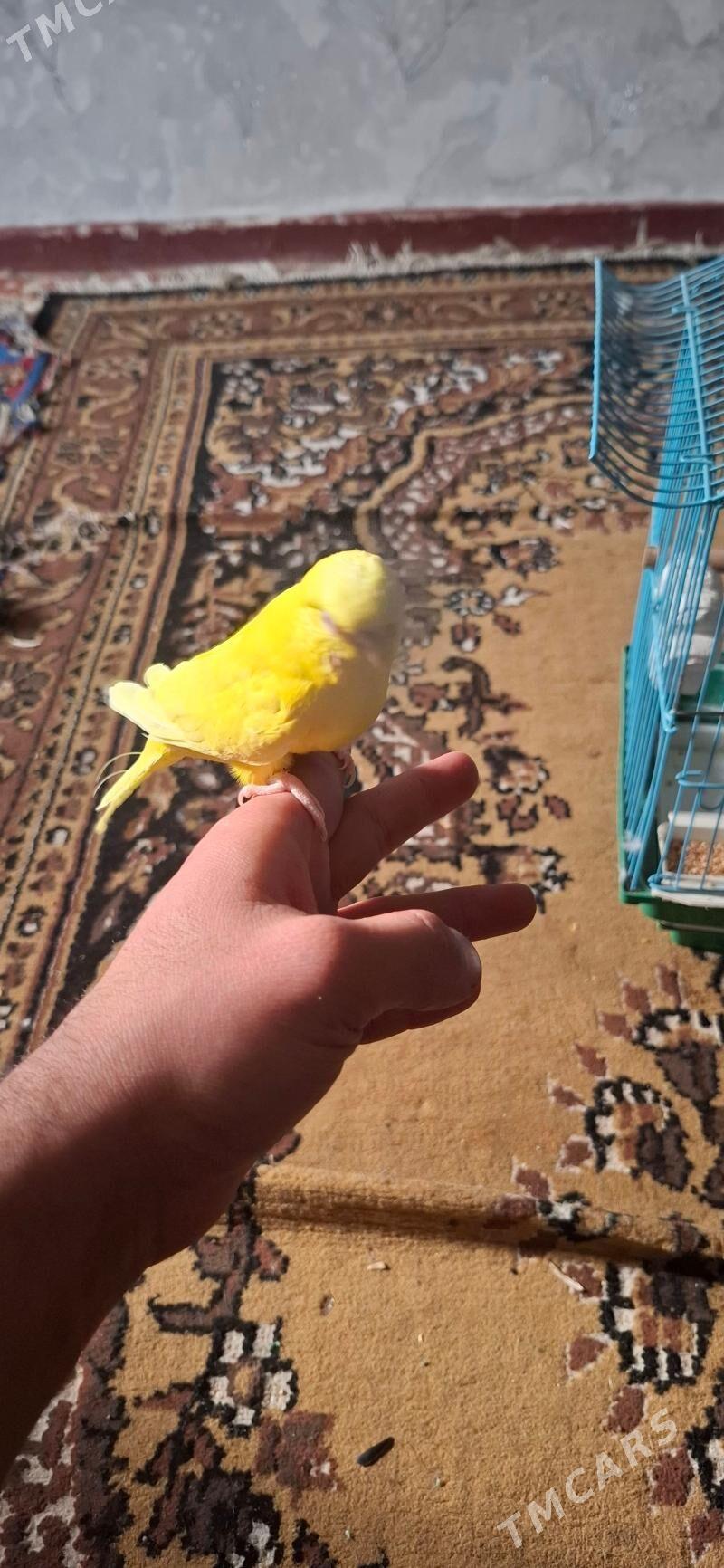 popugay gush - Aşgabat - img 4