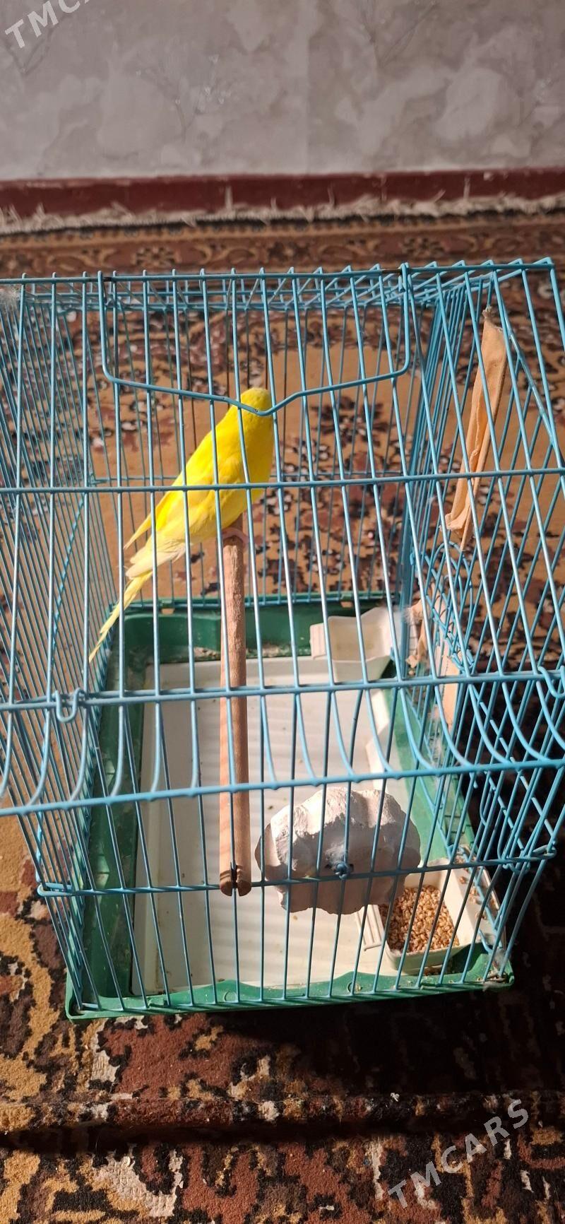 popugay gush - Aşgabat - img 6