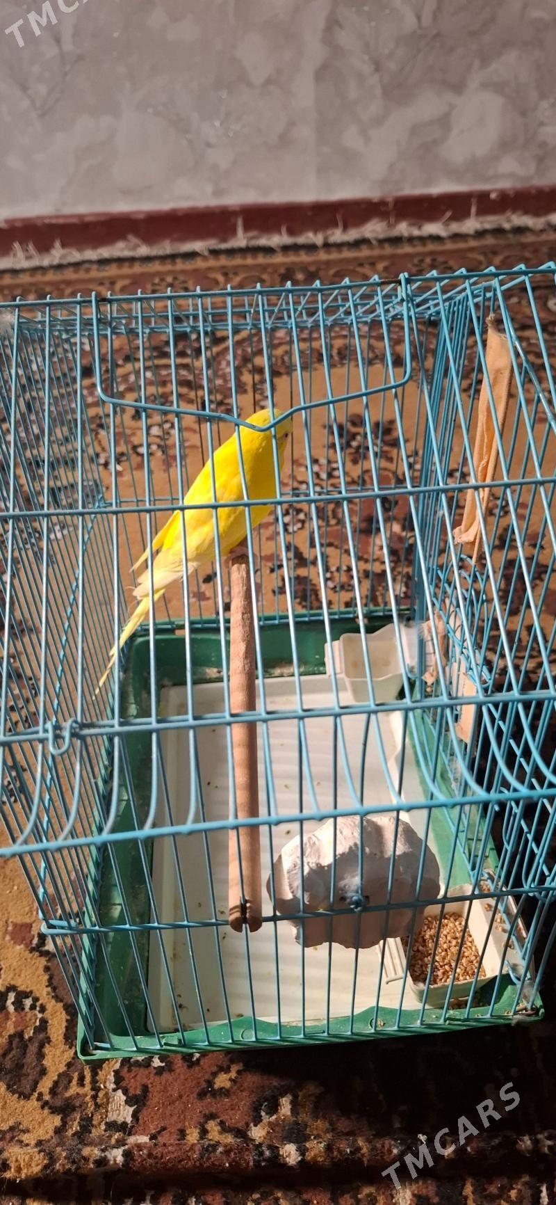 popugay gush - Aşgabat - img 5