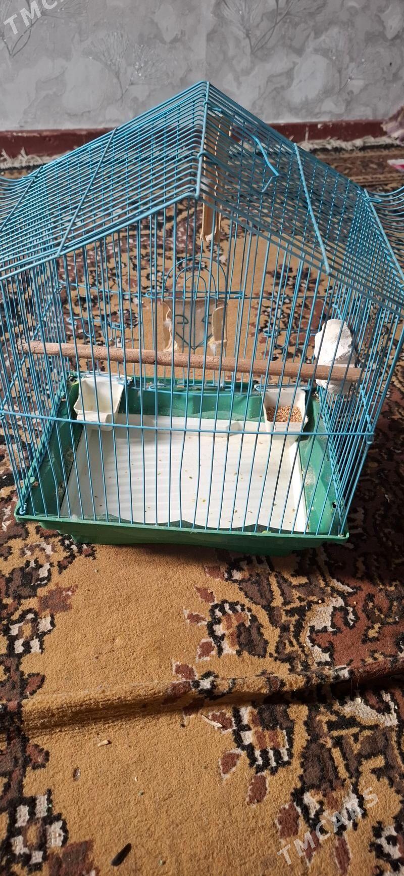 popugay gush - Aşgabat - img 1