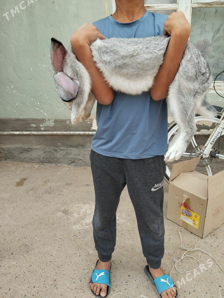 wilikan towşon - Gökje - img 2