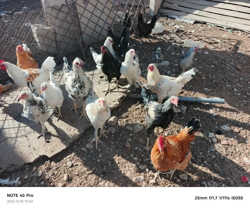 yas towuklar - Balkanabat - img 2