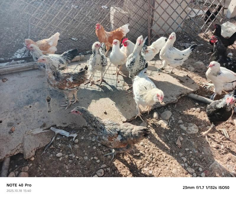 yas towuklar - Balkanabat - img 1