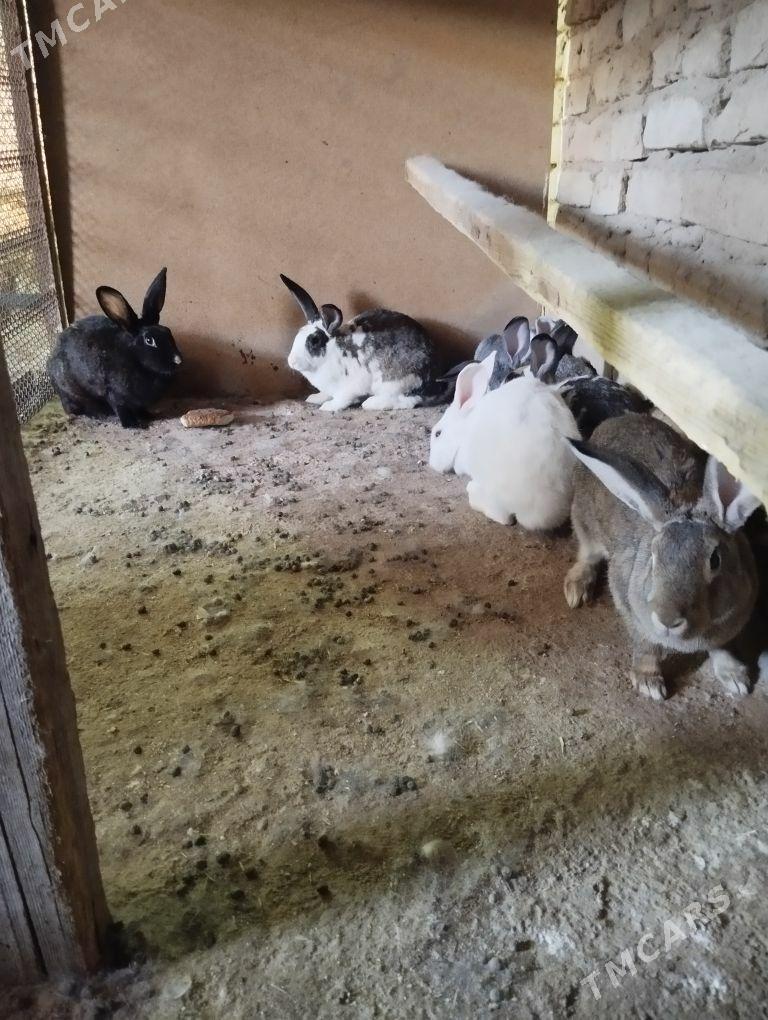 wilikan towşon - Gökje - img 4