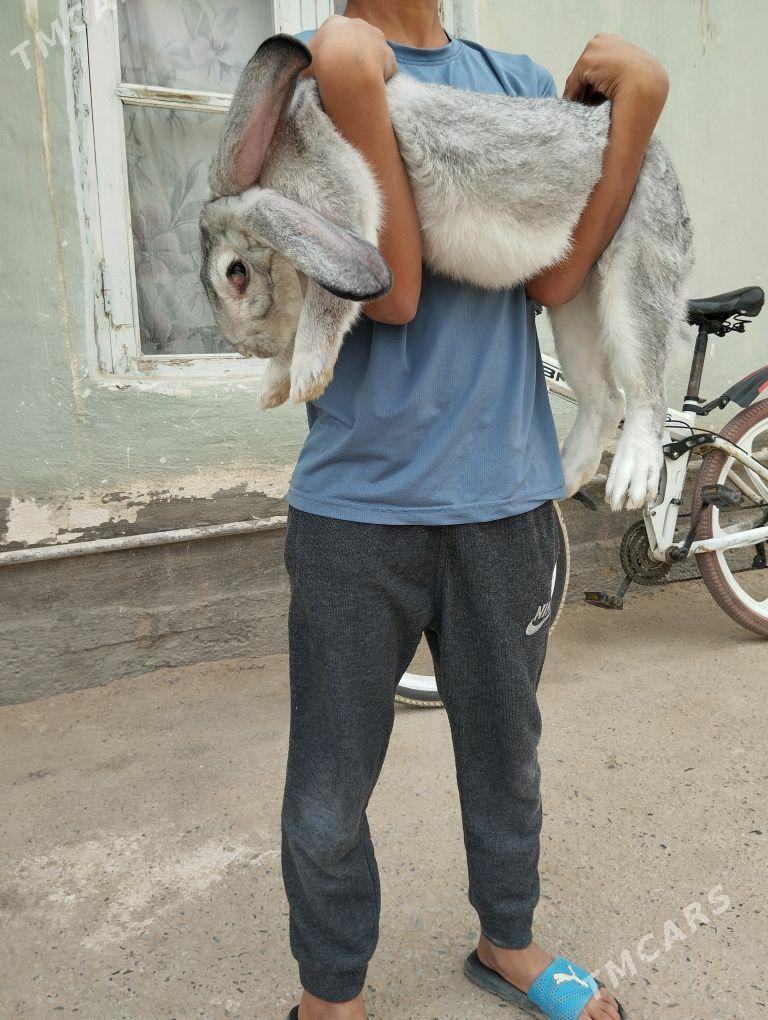 wilikan towşon - Gökje - img 1