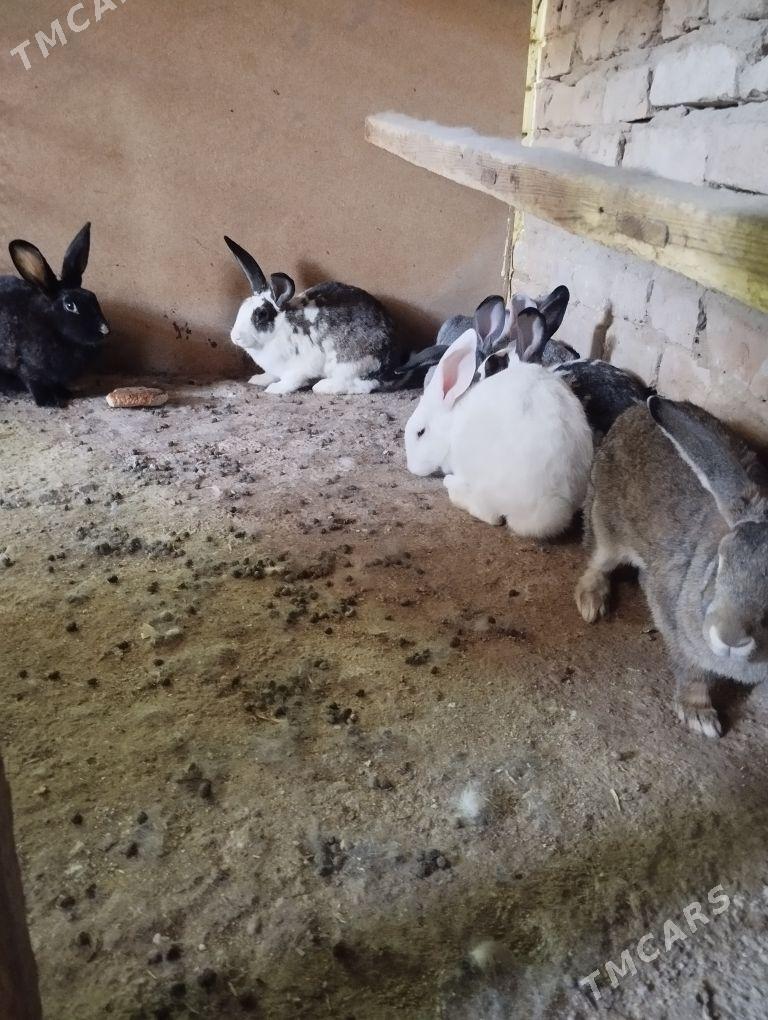 wilikan towşon - Gökje - img 3