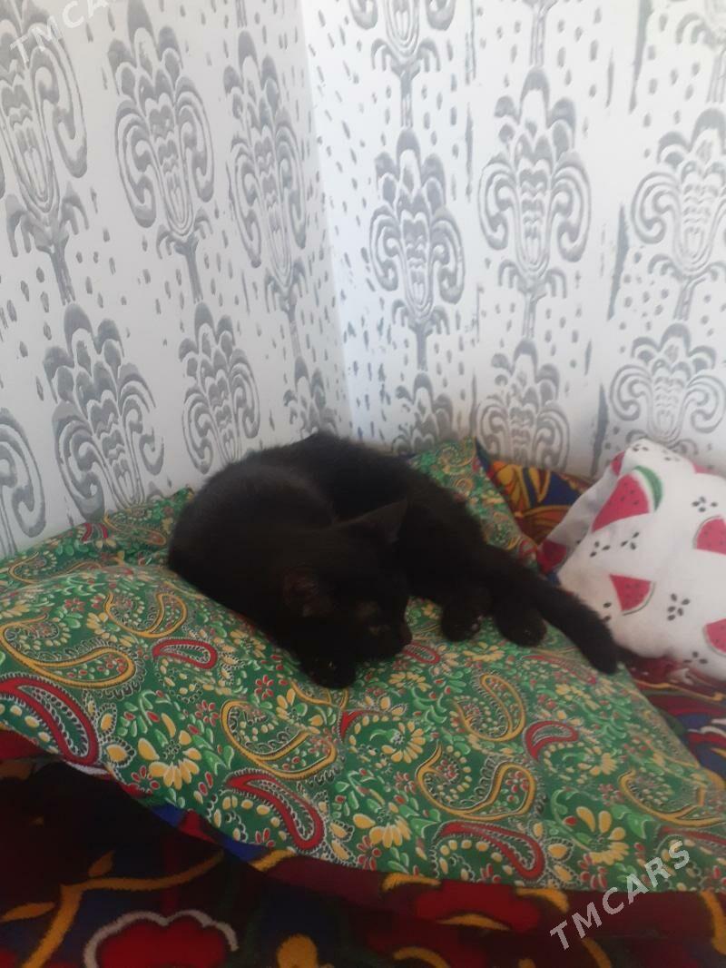 Pishik Murka - Дашогуз - img 2