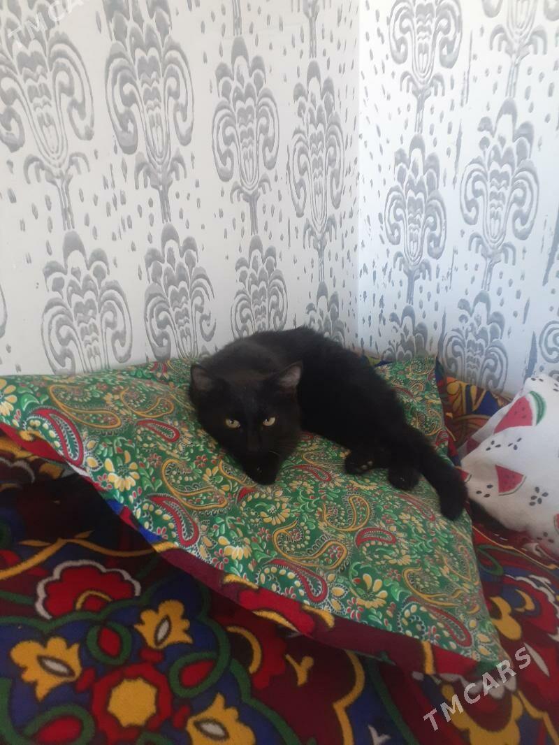 Pishik Murka - Дашогуз - img 4