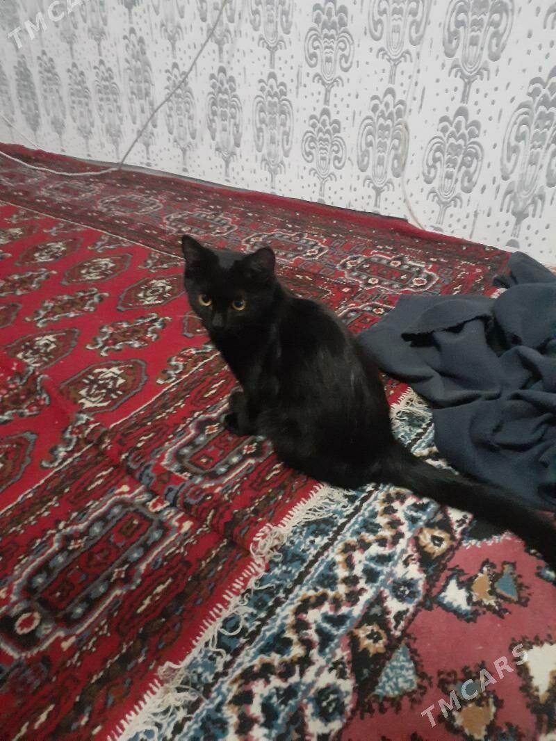 Pishik Murka - Дашогуз - img 3