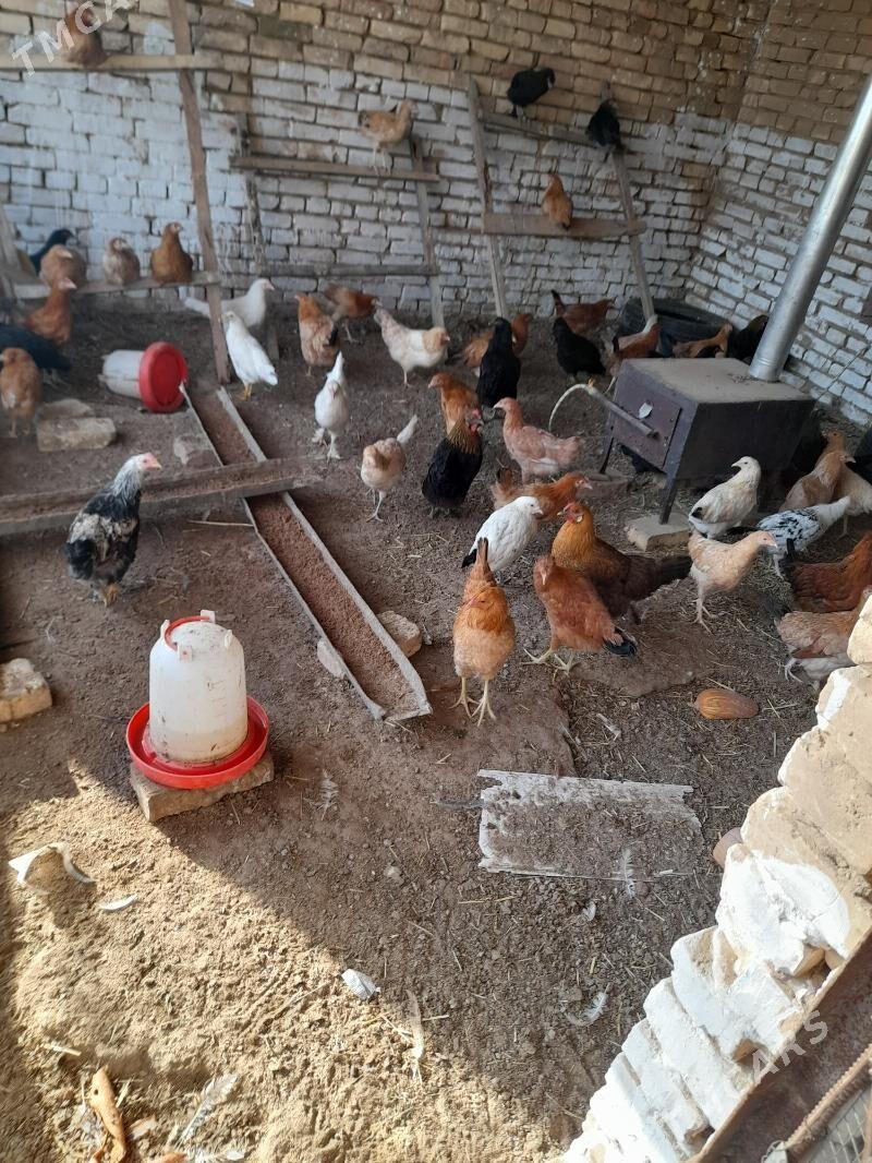 amatly tavuklar... - Мары - img 2