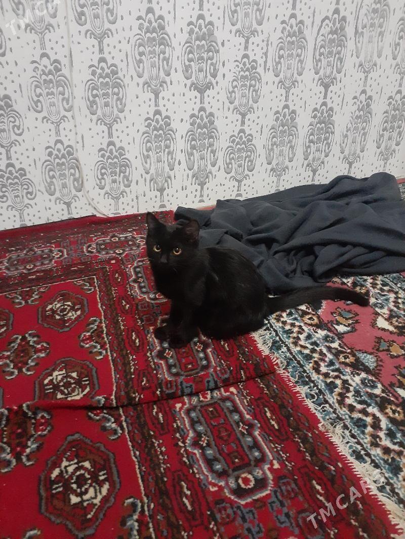 Pishik Murka - Дашогуз - img 5