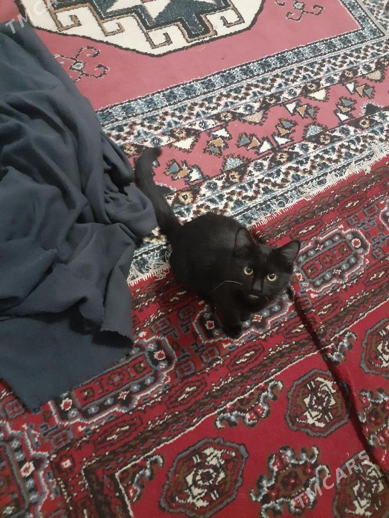 Pishik Murka - Дашогуз - img 7