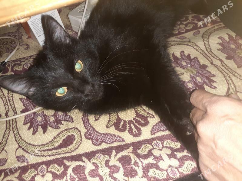 Pishik Murka - Дашогуз - img 6