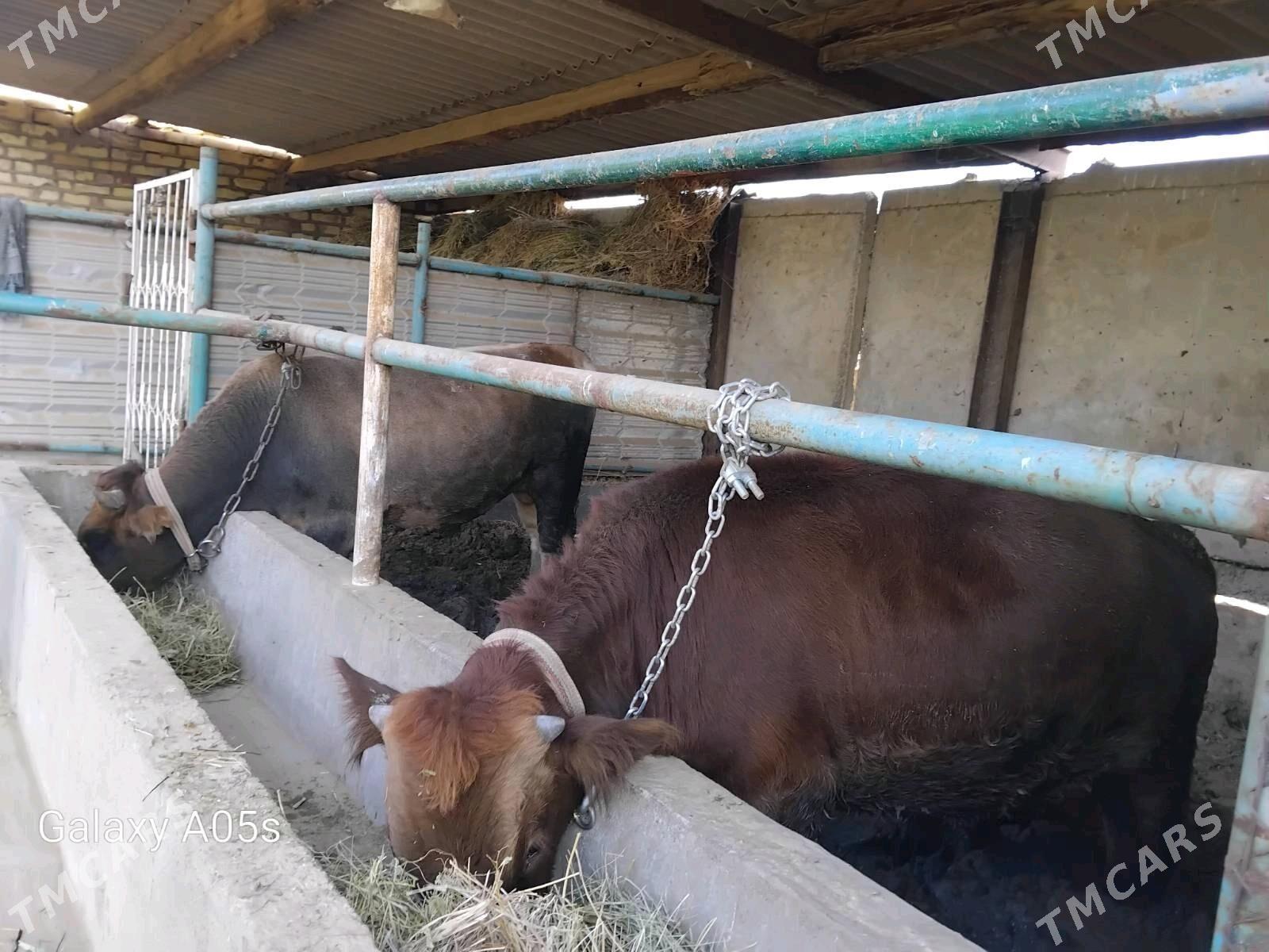 okuz - Babadaýhan - img 7