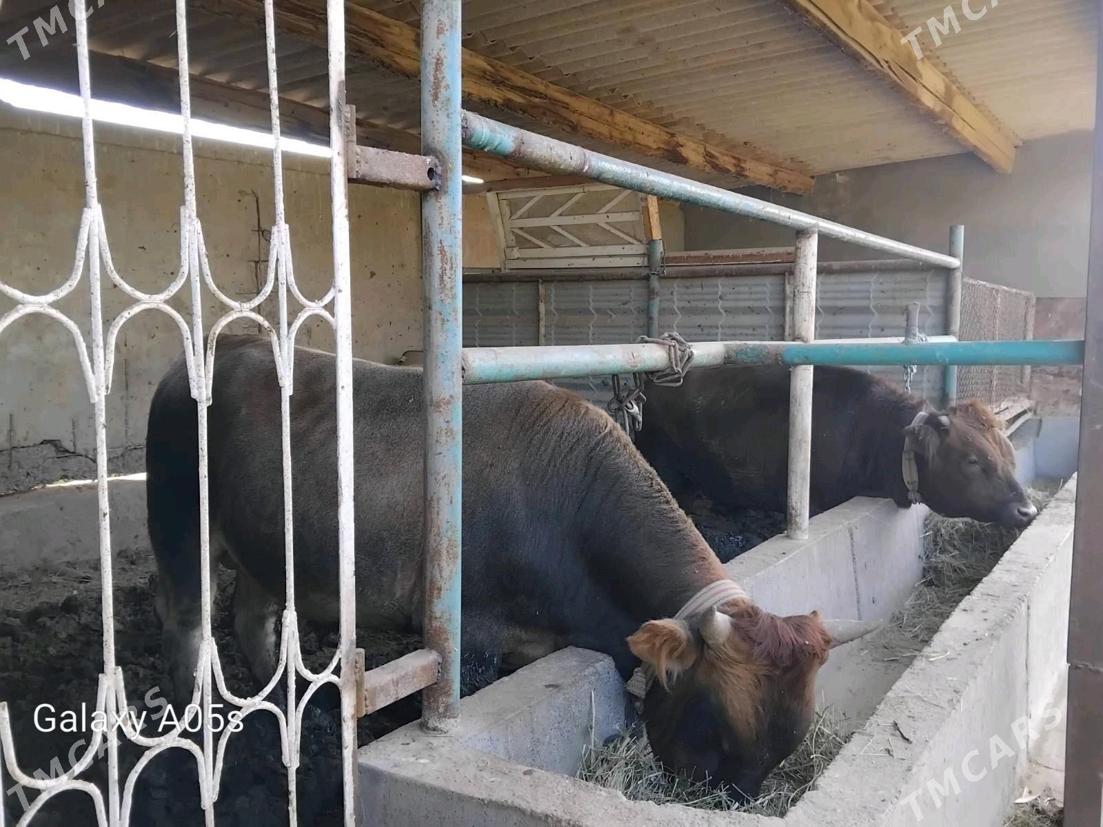 okuz - Babadaýhan - img 4