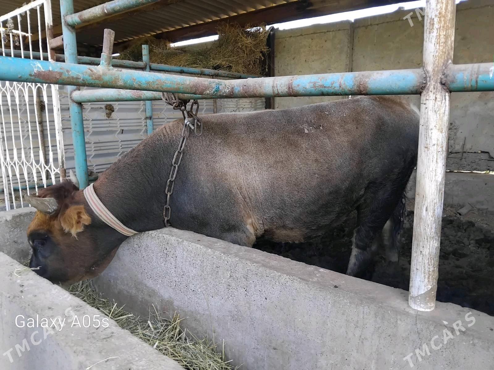 okuz - Babadaýhan - img 6