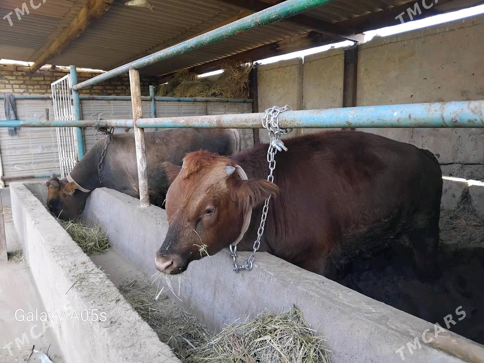 okuz - Babadaýhan - img 5