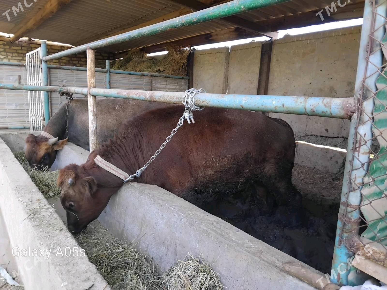 okuz - Babadaýhan - img 8