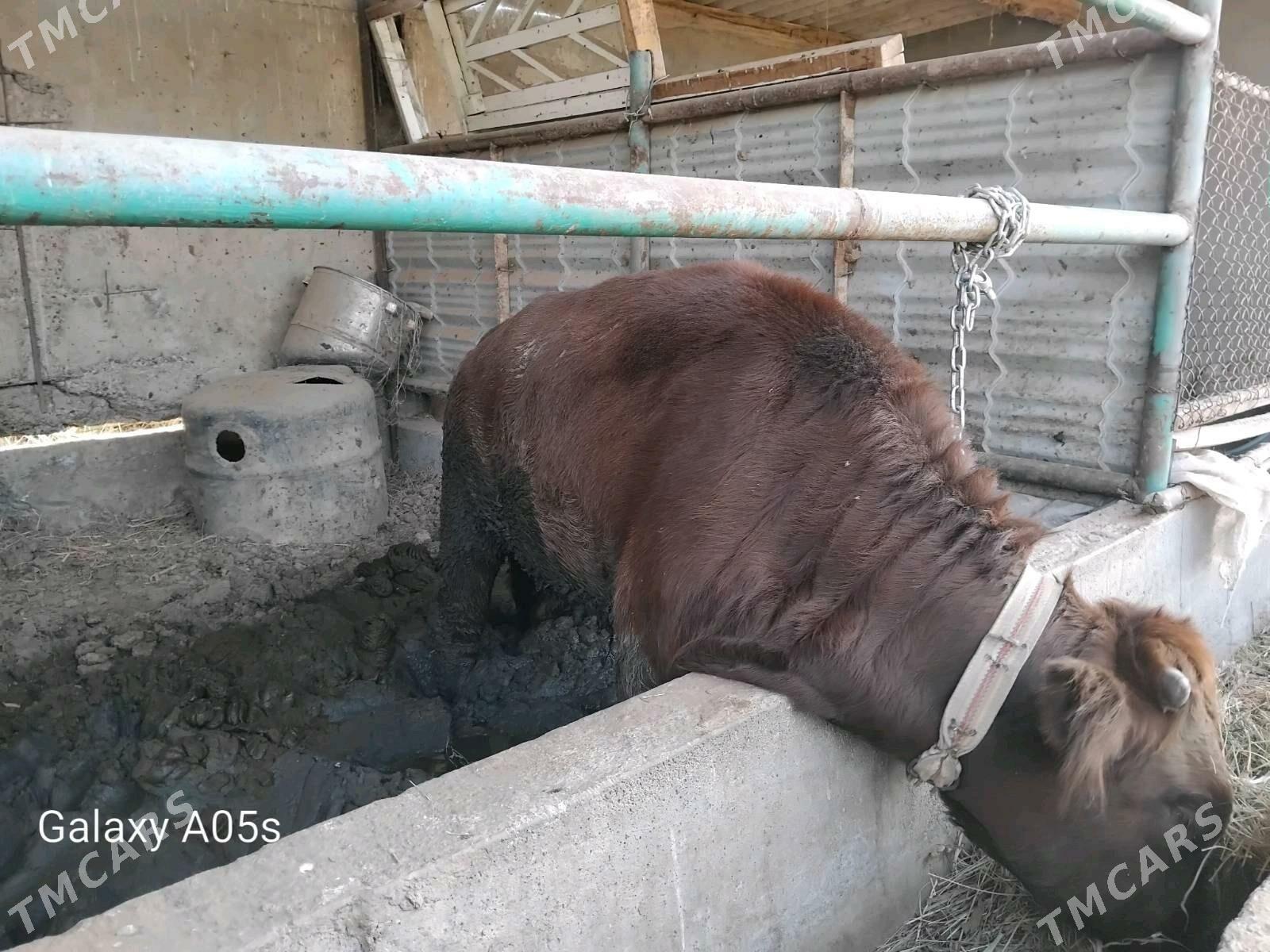 okuz - Babadaýhan - img 1