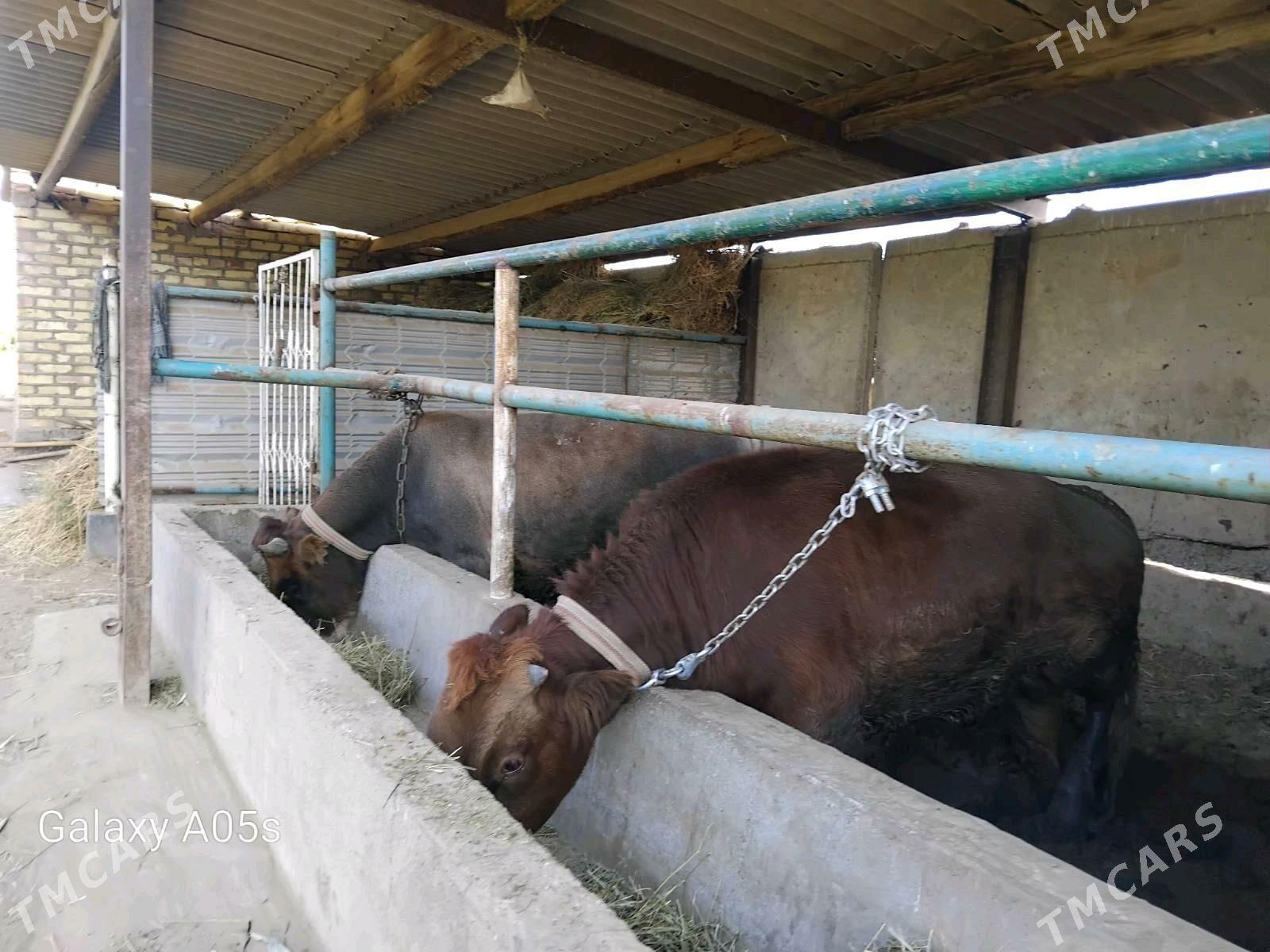 okuz - Babadaýhan - img 2