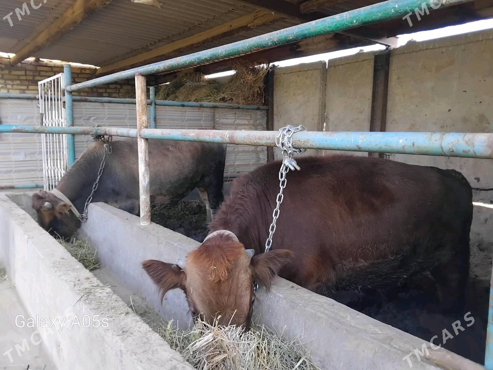 okuz - Babadaýhan - img 3