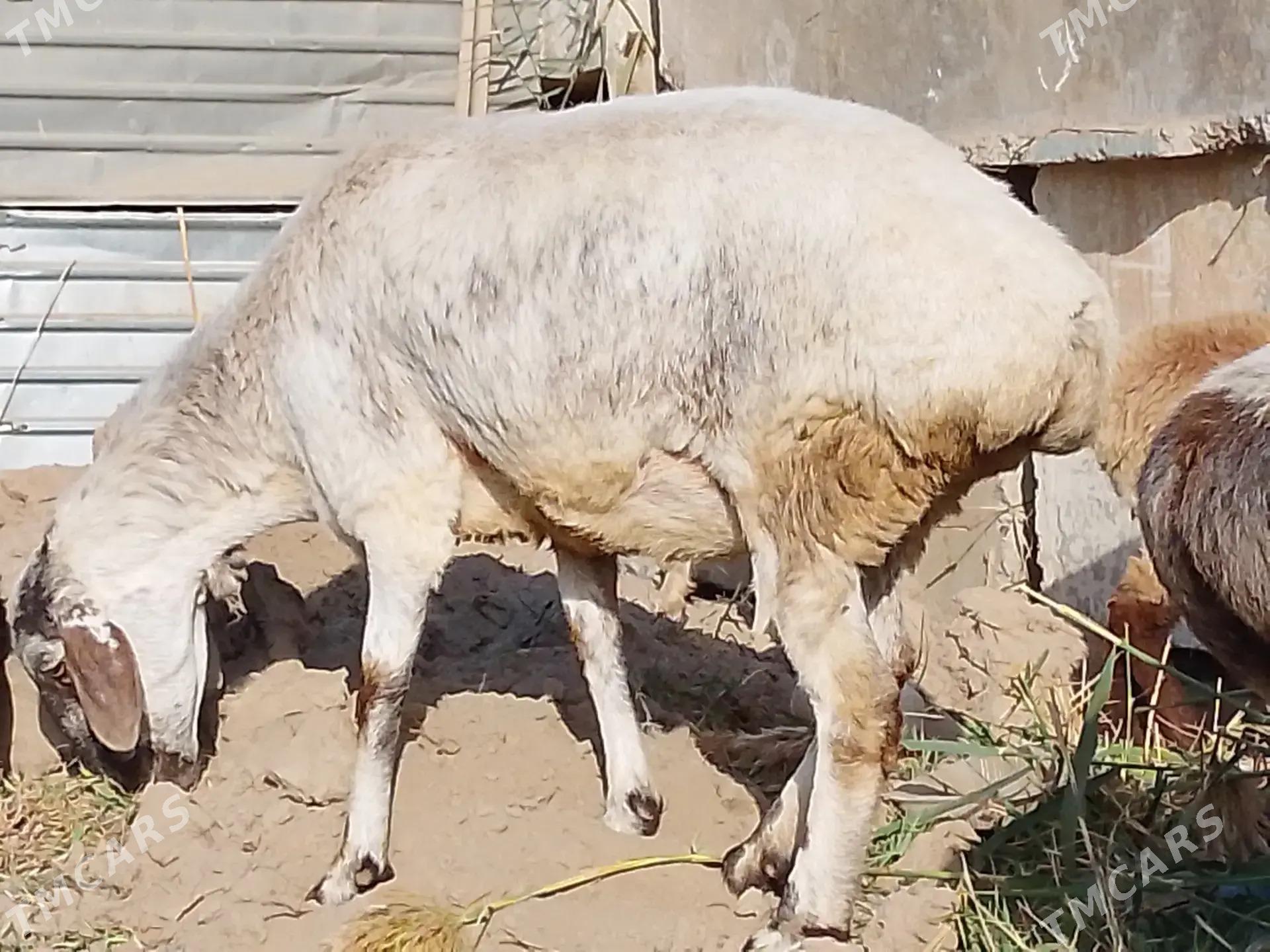 goyun - Туркменабат - img 4