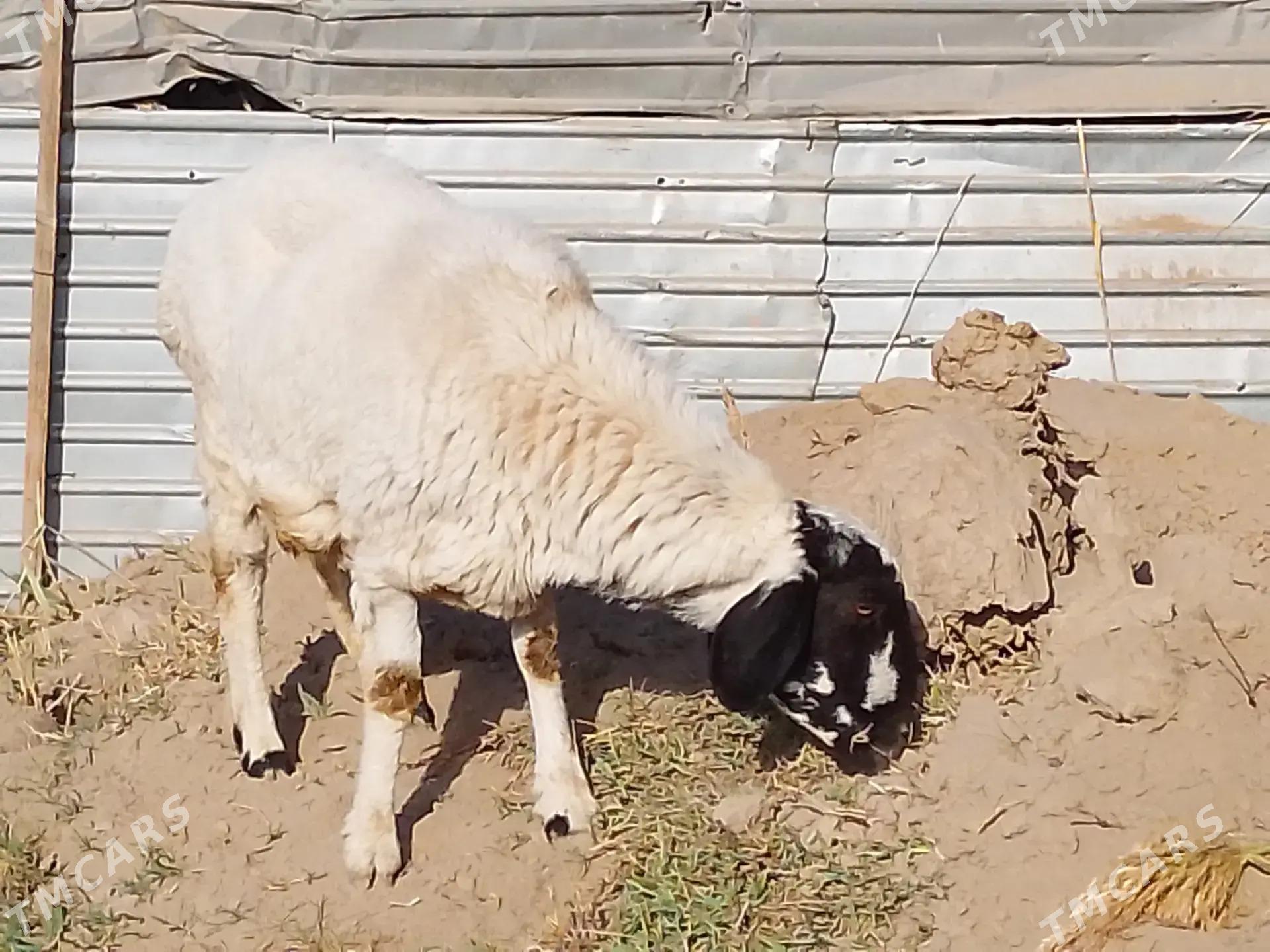 goyun - Туркменабат - img 3