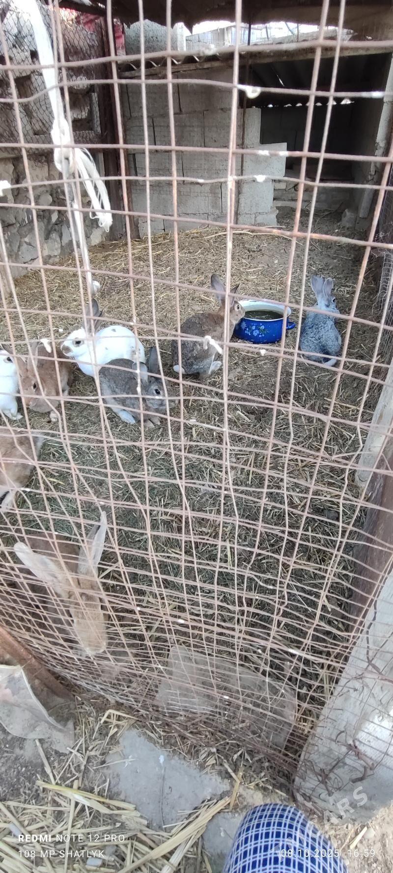 towsanlar - Балканабат - img 3