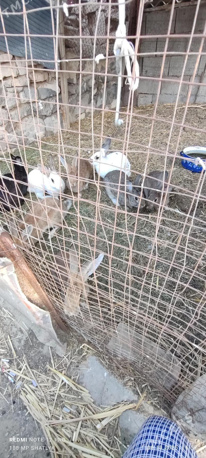 towsanlar - Балканабат - img 2