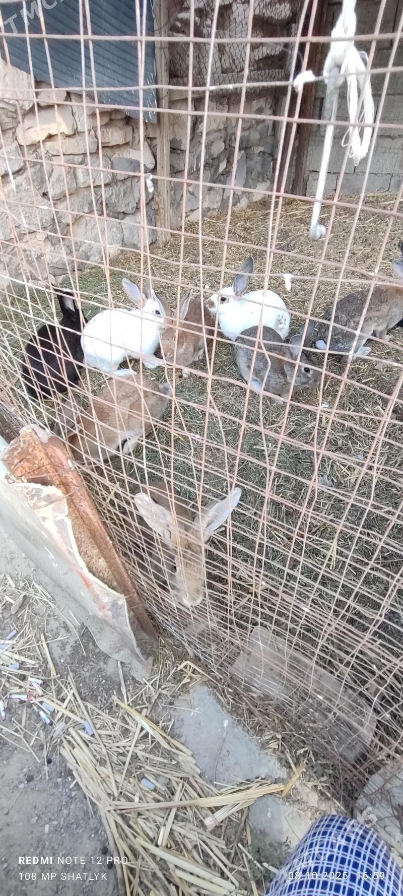 towsanlar - Балканабат - img 4