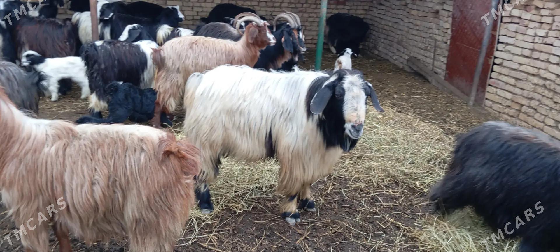 teke - Яшлык - img 2