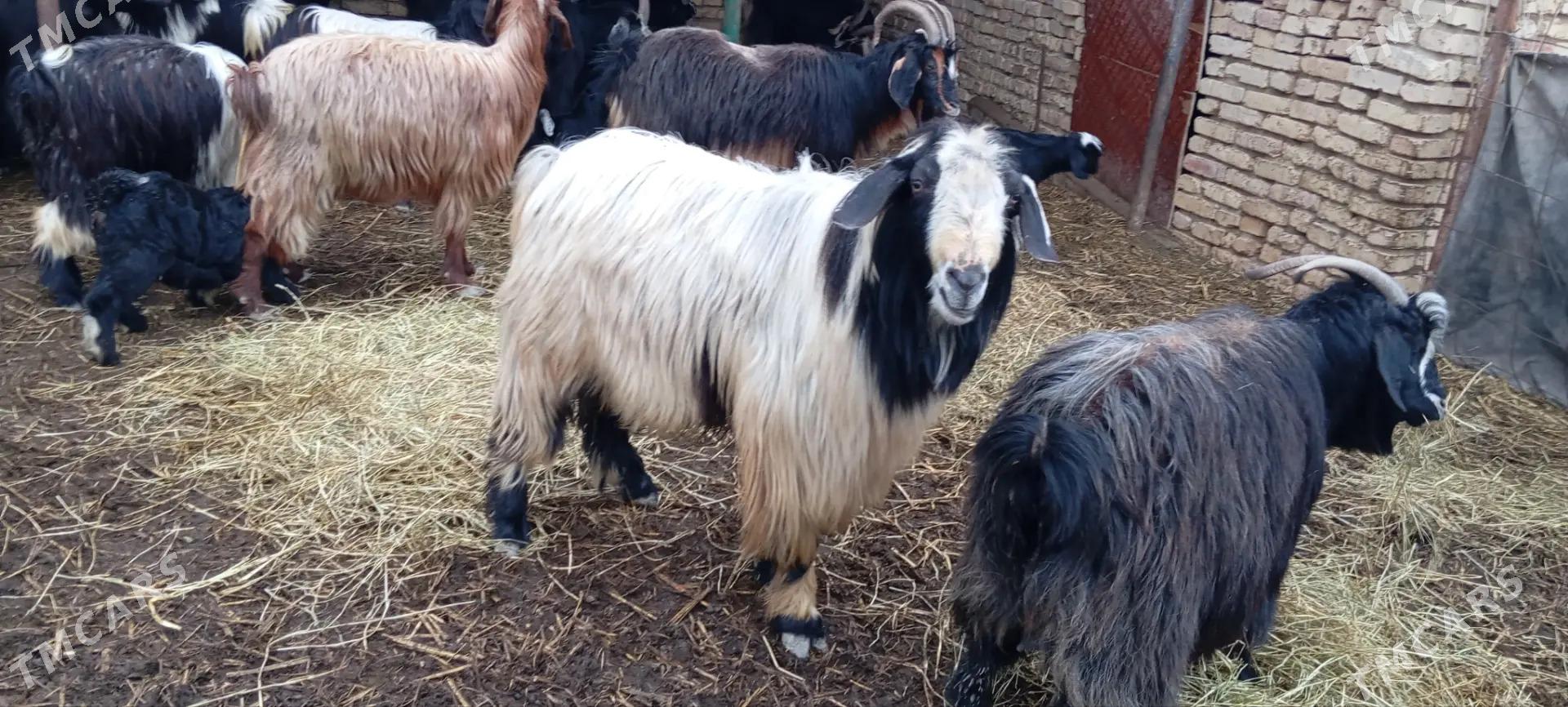 teke - Яшлык - img 4