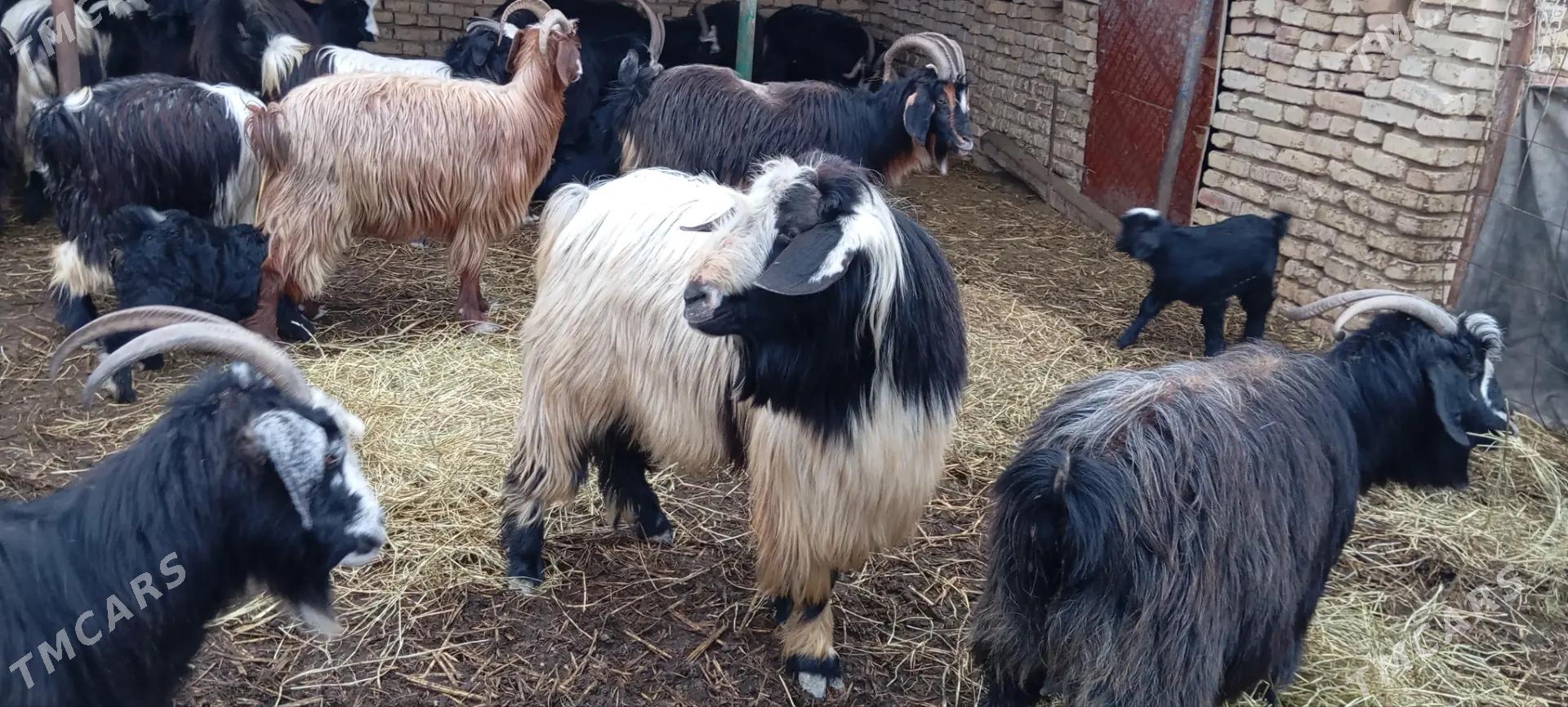 teke - Яшлык - img 3