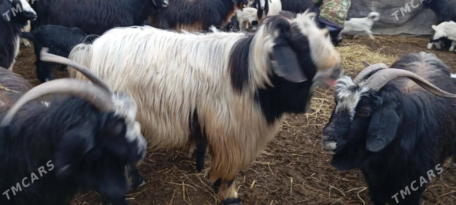 teke - Яшлык - img 1