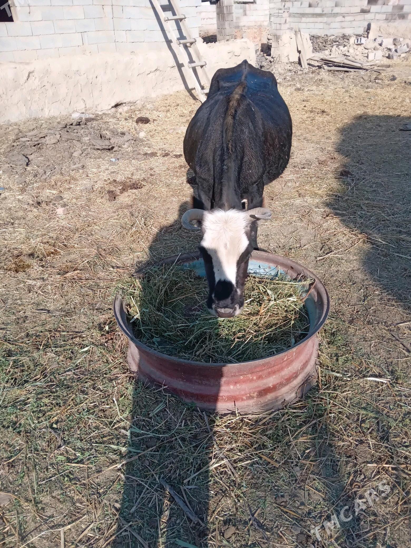 sygyr - Bäherden - img 1