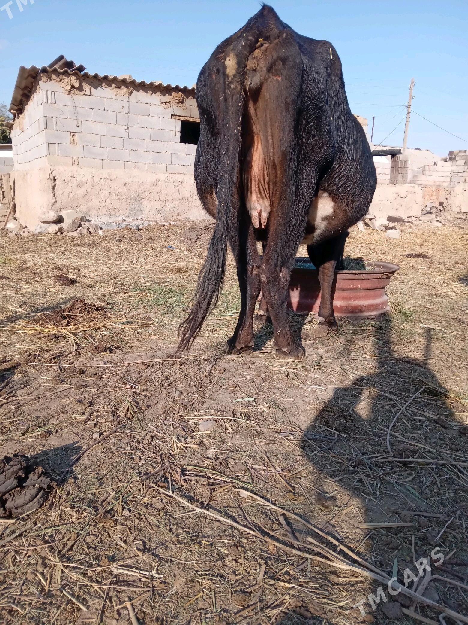 sygyr - Bäherden - img 2