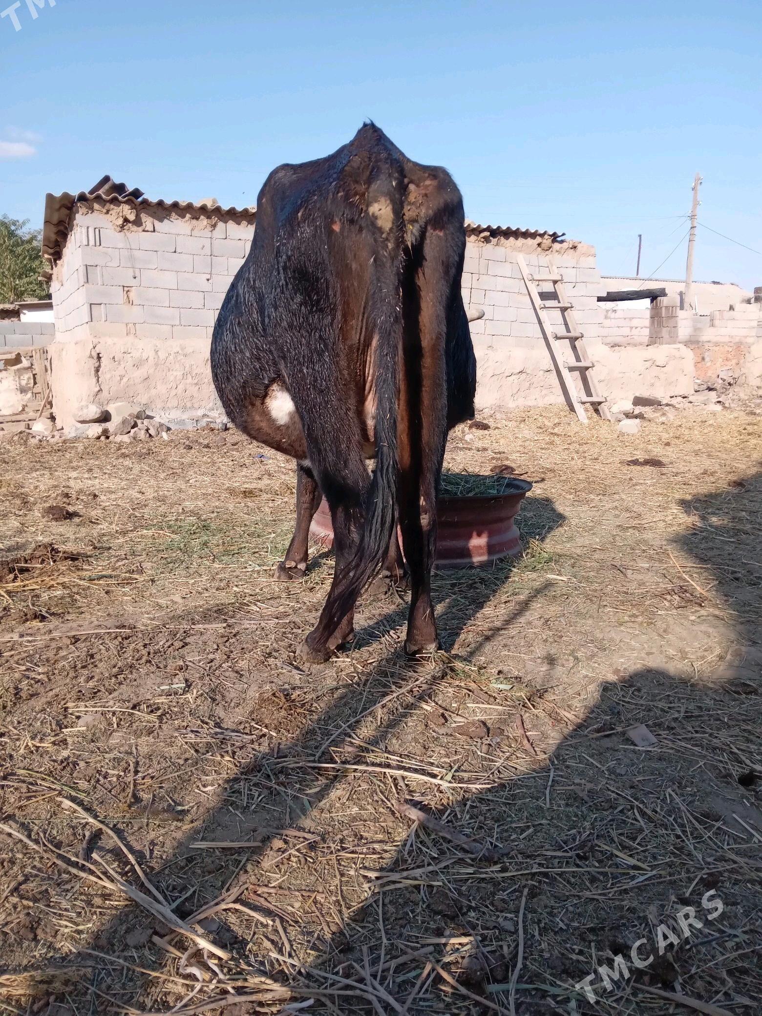 sygyr - Bäherden - img 3