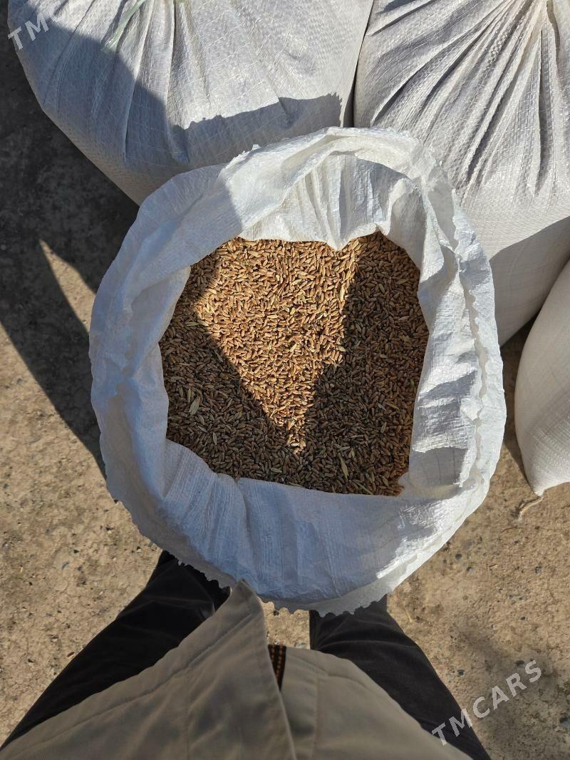 Tritikale/Arpa - Kaka - img 2