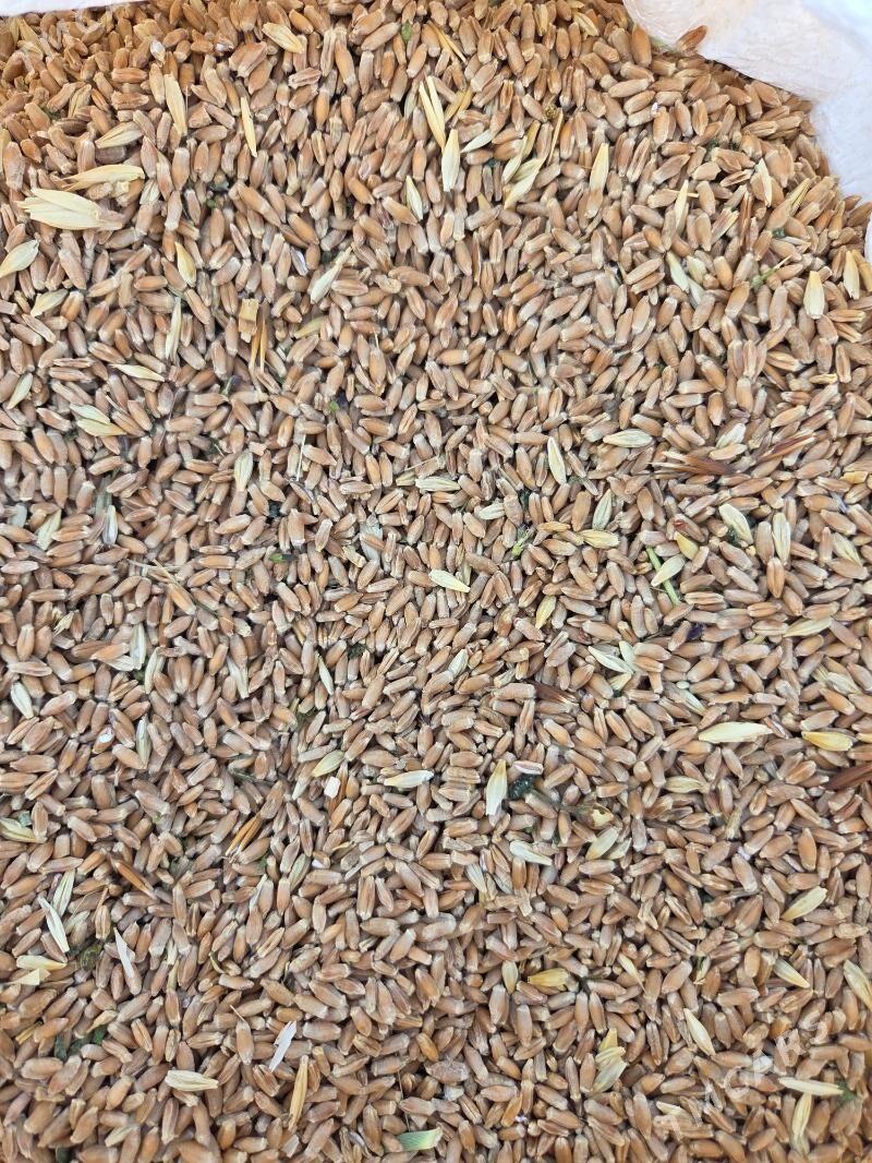 Arpa, tritikale - Kaka - img 2