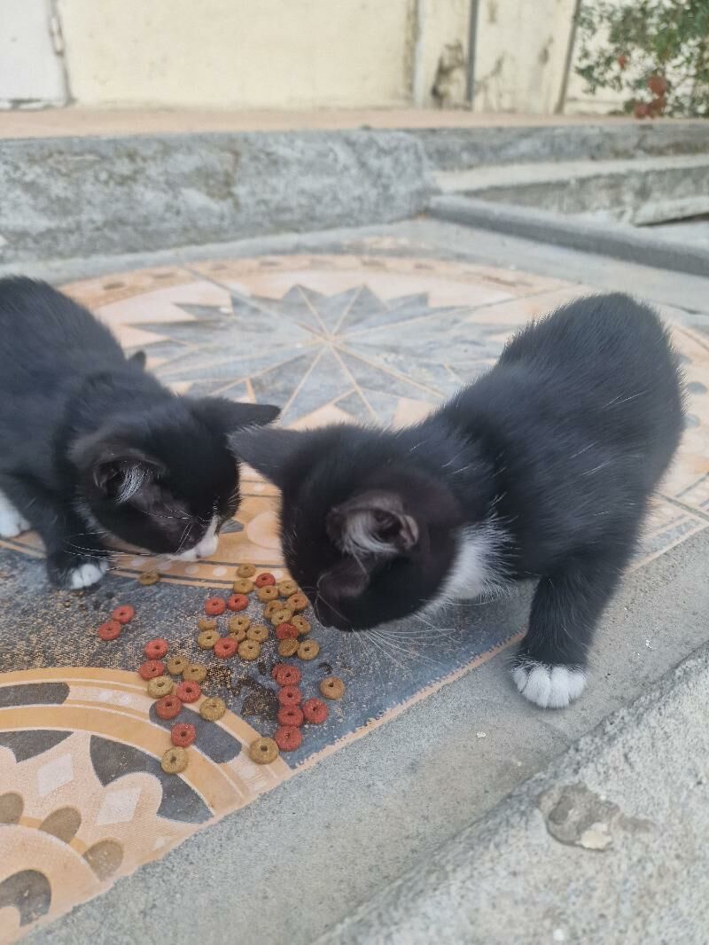 котята месяц - Aşgabat - img 8