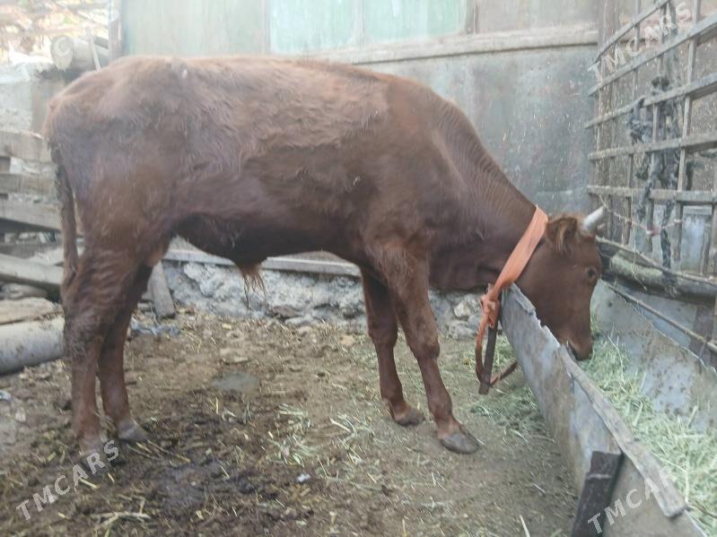 Öküz - Gyzylarbat - img 4