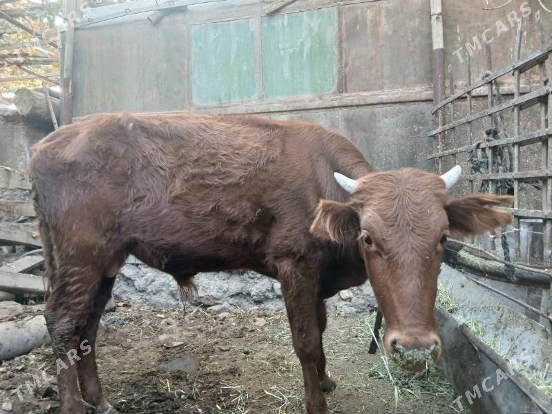 Öküz - Gyzylarbat - img 3