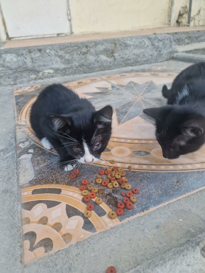 котята месяц - Aşgabat - img 7