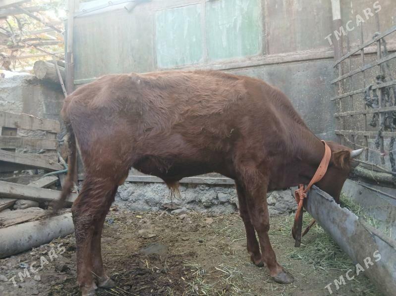 Öküz - Gyzylarbat - img 2